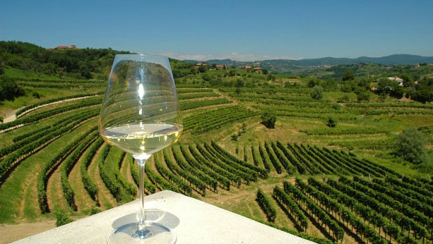 vino / wine